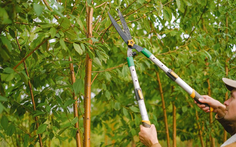 Tree trimming in Rome, IN