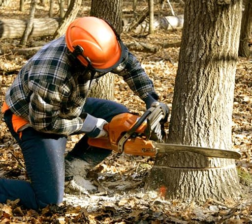 Tree Removal in Rome, IN